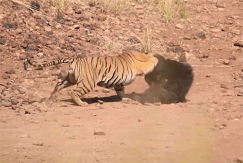  CLIP: Hổ đại chiến gấu và cái kết