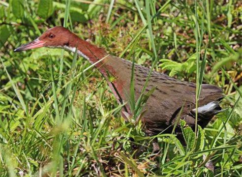 Phát hiện loài chim đã tuyệt chủng hồi sinh từ cõi chết