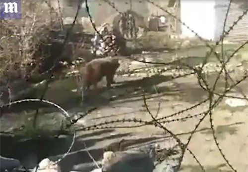 CLIP: Gấu nâu suýt bỏ mạng khi chạy trốn