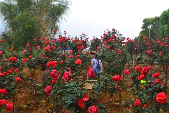 bo viec nha bang ve trong hoa hong, 9x lai chau kiem bon tien hinh anh 6