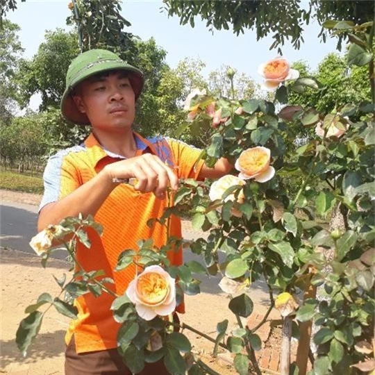 bo viec nha bang ve trong hoa hong, 9x lai chau kiem bon tien hinh anh 7