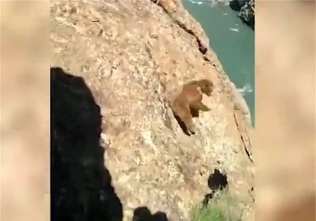 Đáng thương khoảnh khắc gấu con ngã xuống vách đá khi bị con người truy đuổi - 1