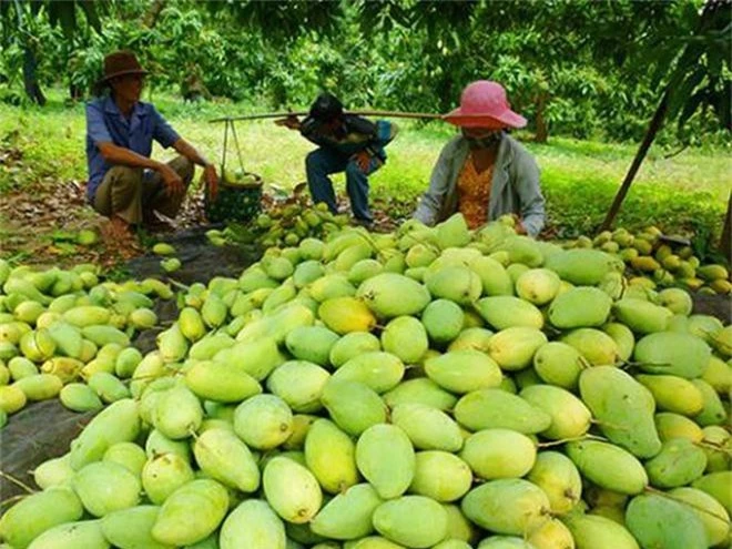 nhieu tin hieu vui cho xuat khau trai cay viet nam hinh 1