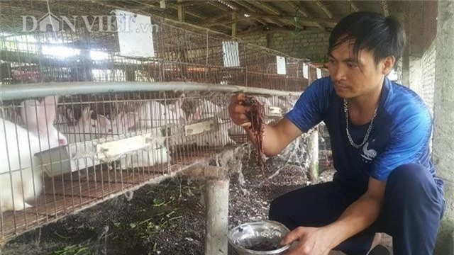 la ma hay: tren nuoi tho duoi nuoi giun, tien nhieu bat ngo hinh anh 3