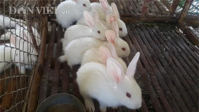 la ma hay: tren nuoi tho duoi nuoi giun, tien nhieu bat ngo hinh anh 4