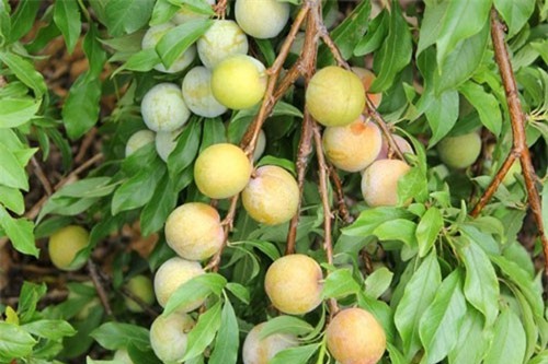 Sơn La đẩy mạnh ứng dụng công nghệ cao trong sản xuất nông nghiệp