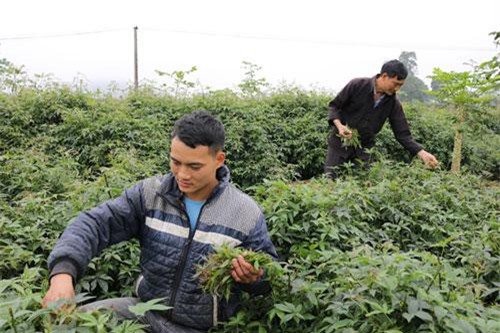 Hà Giang: 9X giâm loài rau thuốc, tốt vù vù, hái ngọn bán như tôm tươi