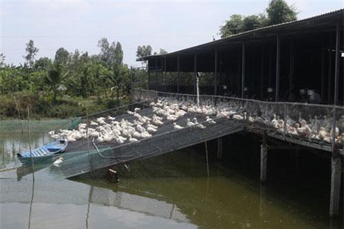 Cần Thơ: Thành 'tỷ phú' nhờ nuôi vịt theo phương thức mới