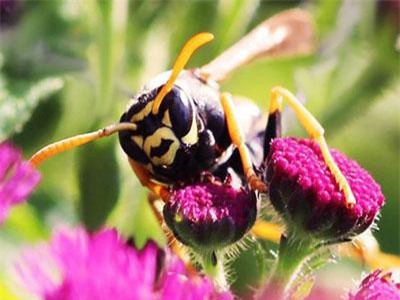 Ong bắp cày là loài côn trùng đầu tiên biết tính toán logic