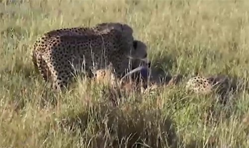 CLIP: Đàn báo đốm bỏ chạy hoảng loạn khi gặp linh cẩu