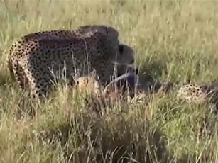 CLIP: Đàn báo đốm bỏ chạy hoảng loạn khi gặp linh cẩu