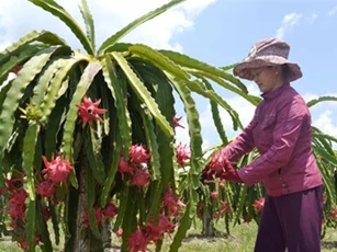 Giá thanh long tăng đột biến