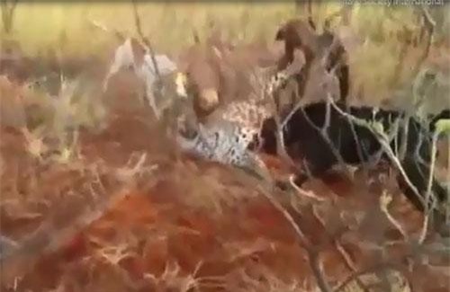 CLIP: Báo đốm bị đàn chó săn cắn xé tơi bời