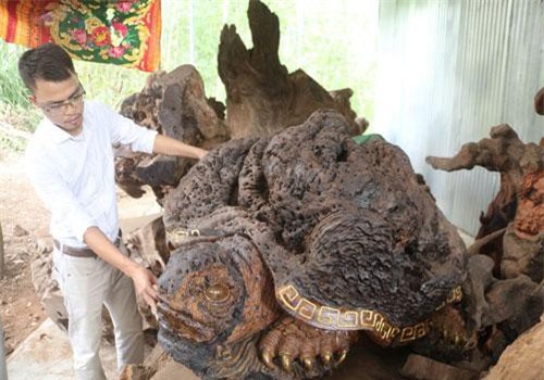 Nghệ An: Gác bằng kiến trúc sư, 9X về chơi với những gốc cây kì dị