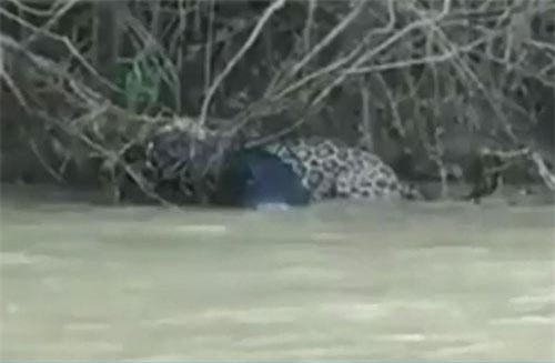 CLIP: Tấn công báo đốm, cá sấu nhận 'cái kết đắng'