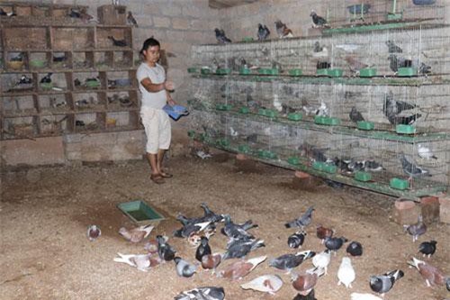 Trai b&#x1EA3;n H&#xE0; Giang b&#xE1;n 400 &#x111;&#xF4;i b&#x1ED3; c&#xE2;u 1 th&#xE1;ng, thu 50 tri&#x1EC7;u &#x111;&#x1ED3;ng