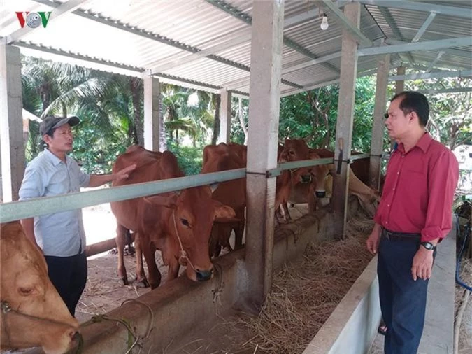 nguoi nong dan xu dua thoat ngheo, lam giau tu nuoi bo hinh 2