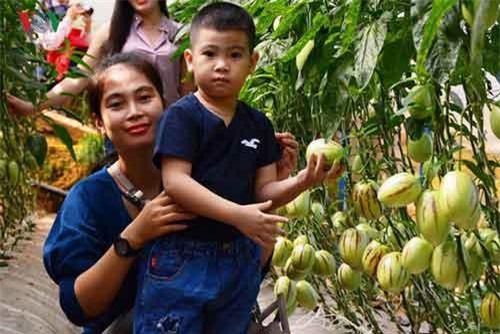 Đà Lạt thu hút du khách bằng các mô hình du lịch canh nông