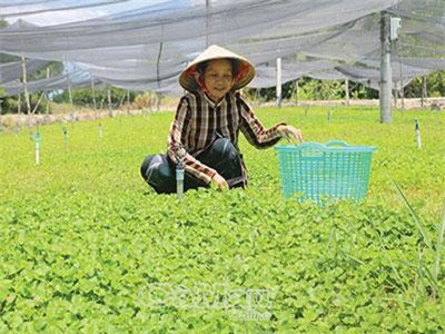 Cà Mau: Ngoài con tôm dân ở đây còn "ôm" thêm rau má, thu rất khá