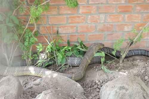 An Giang:  Bắt được cặp rắn hổ mây "khủng" nặng 60kg, dài 7m trên núi Cấm