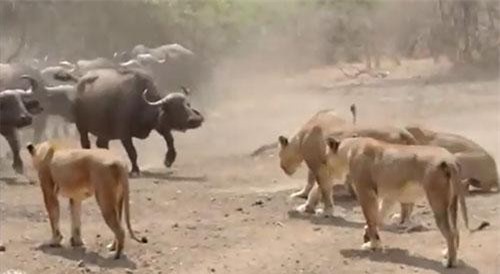 CLIP: Đàn sư tử và trâu rừng hỗn chiến ác liệt