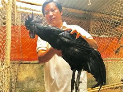 Thanh Hóa: Thạc sỹ bỏ giảng đường đại học về quê "khảo cổ" vịt “tiến vua”