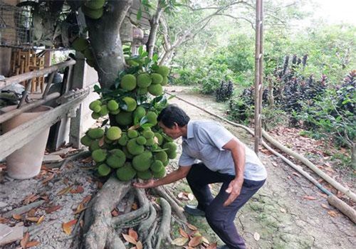 Bến Tre: Cây mít Tố Tây trái từ gốc tới ngọn, 8 tháng "chửa đẻ"