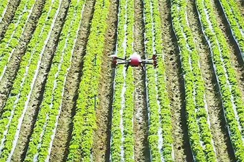 Máy bay không người lái phun thuốc trừ sâu, tham vọng của Trung Quốc trong nghành nông nghiệp thông minh