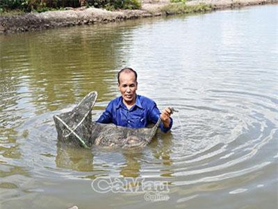 Cà Mau: Rải cám gạo xuống ao, tôm sú lớn vù vù, toàn con bự