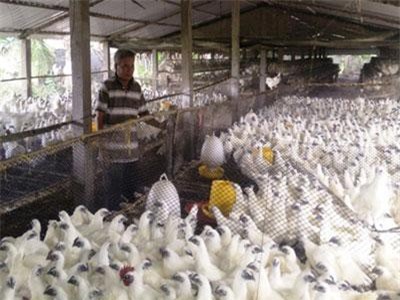 Hải Dương: Nuôi loài gà mặt đen xì lông trắng toát, lãi 600 triệu đồng/năm