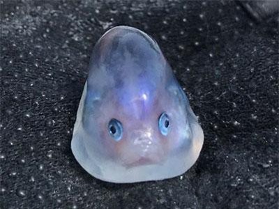 Bắt được mực, mổ bụng phát hiện điều choáng váng