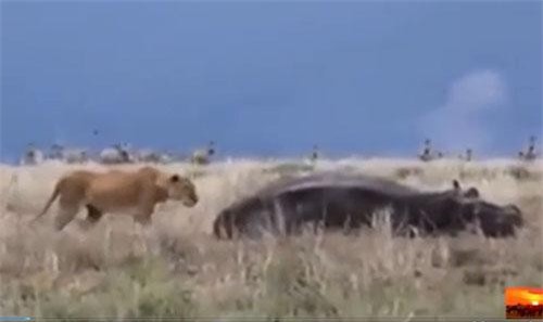 CLIP: Tấn công hà mã, sư tử nhận 'cái kết đắng'