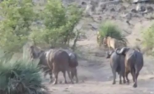 CLIP: Trâu rừng tấn công sư tử, giải cứu voi con