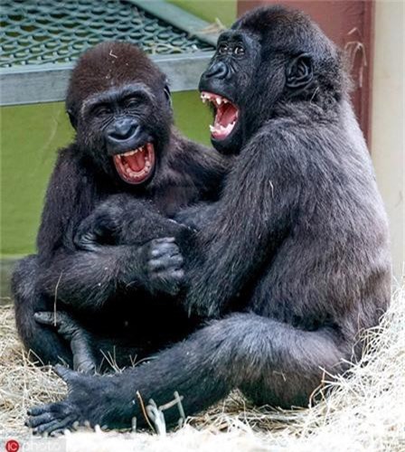 Cười vỡ bụng với ảnh chế về loài khỉ  Lạ vui  Việt Giải Trí