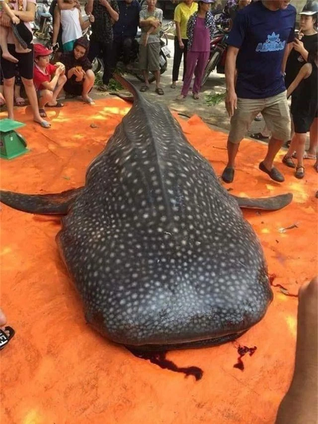 Con cá khổng lồ ngư dân Sầm Sơn xẻ thịt bán là cá nhám voi quý hiếm - 2