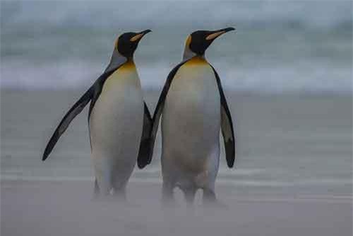 Ảnh hiếm vợ chồng chim cánh cụt trốn con đi "hâm nóng" tình cảm