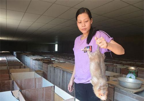 Quảng Nam: Đảm đang nuôi loài chuột ăn tre nứa, bán 1,2 triệu/cặp