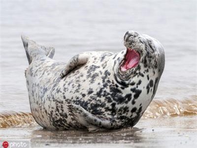 Sảng khoái nhìn ngắm động vật cười tươi hết cỡ