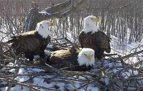 Gia đình hai đực một cái của đại bàng hói gây choáng