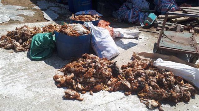 Hà Tĩnh: Trại gà bị tấn công trong đêm khiến hơn 1.200 con gà bị chết