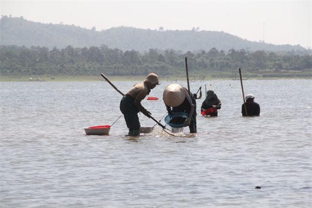 Đắk Lắk: Đổ xô đi đãi hến mùa nước cạn ở hồ Ea Kao