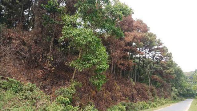 Thanh Hóa: Tiền hỗ trợ bảo vệ rừng bị "xén" không lý do