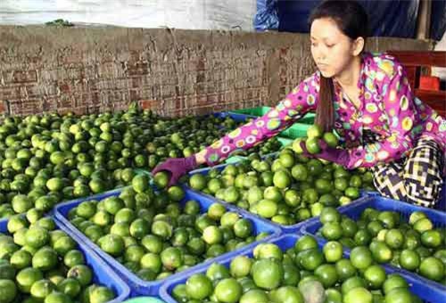 Hậu Giang: Trồng chanh không hạt, không những hết nghèo còn tiền tỷ tậu ô tô