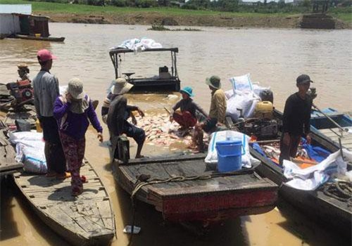 Đồng Nai: Cá nuôi trên sông La Ngà chết trắng sau trận mưa lớn