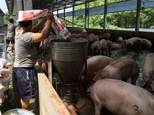 Các tỉnh phía Nam khẩn trương dập dịch tả lợn châu Phi
