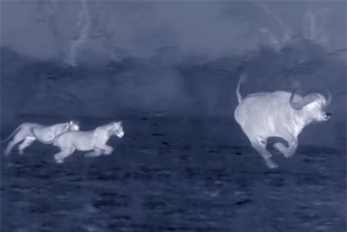 Clip: Trâu rừng lao vào vòng vây của đàn sư tử, giải cứu đồng loại