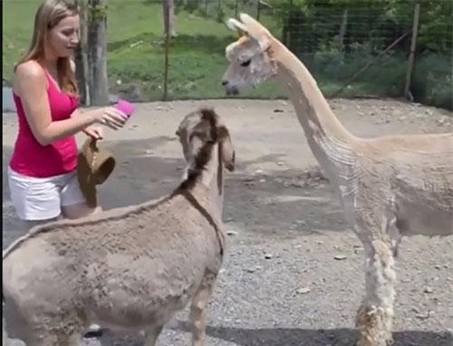 CLIP: Những khoảnh khắc tại sở thú khiến du khách “khóc thét”