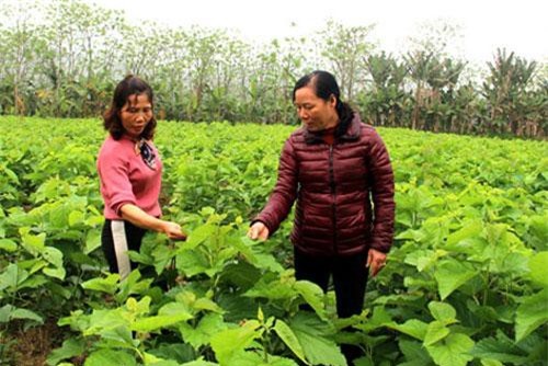 Yến Bái: Trồng dâu nuôi tằm thu 60 tỷ, sang năm phấn đấu thu 150 tỷ