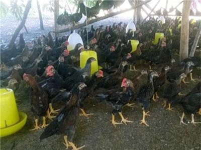 Phú Yên: Bỏ phố về quê nuôi gà, bán cho nhà hàng, đám xá với giá cao