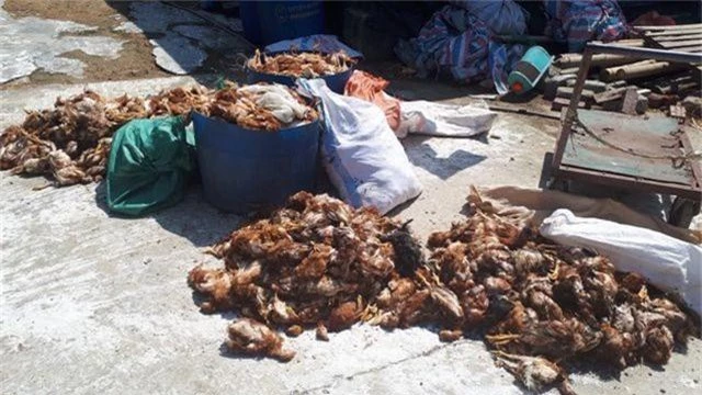 Trại gà bị tấn công trong đêm khiến hơn 1.200 con gà bị chết - 1